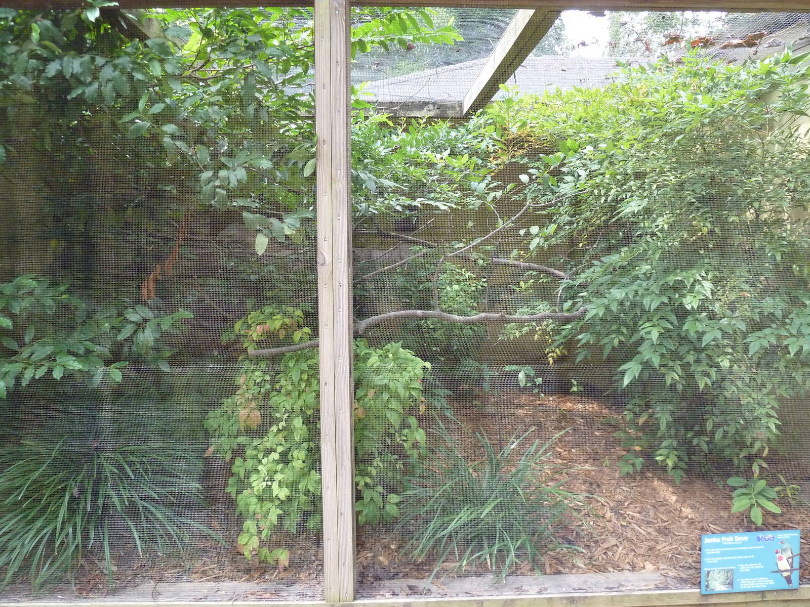 Jambu Fruit Dove Exhibit