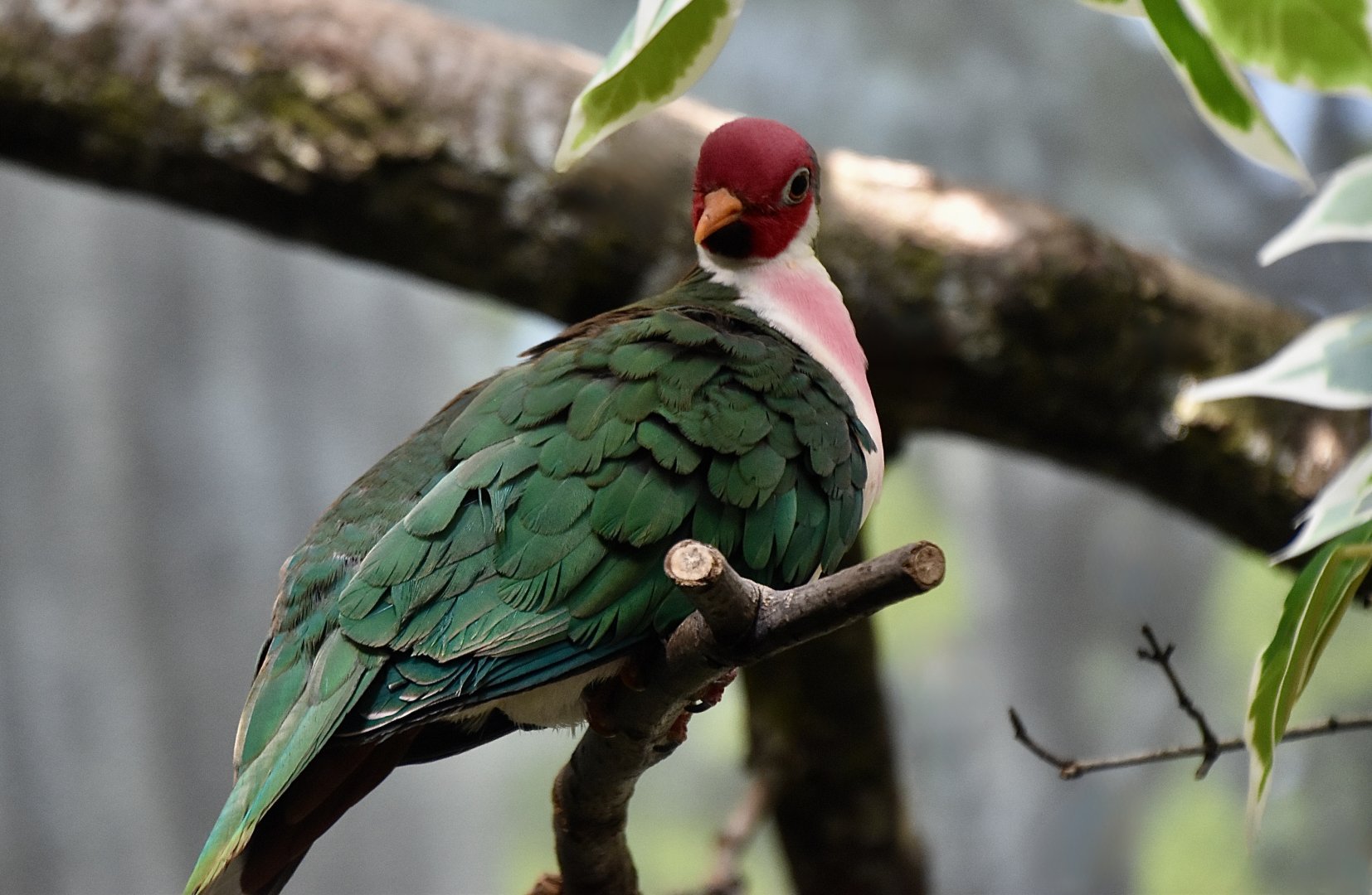 Jambu Fruit Dove (Ptilinopus jambu) male