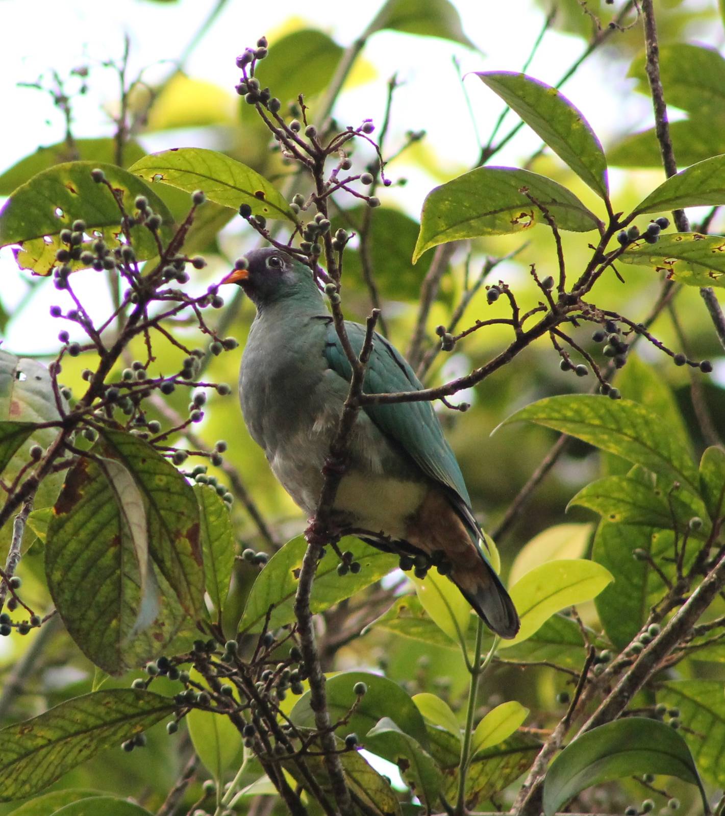 Jambu Fruit Dove (Ptilinopus jambu)