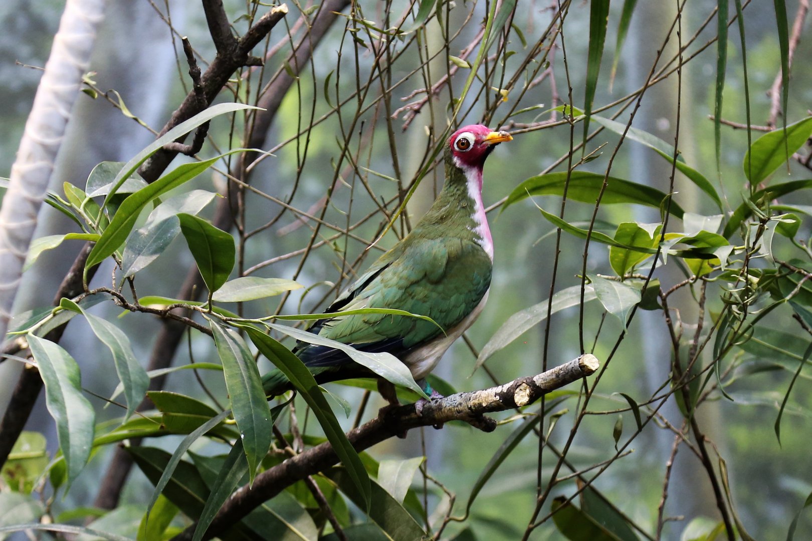 Jambu Fruit Dove (Ptilinopus jambu)
