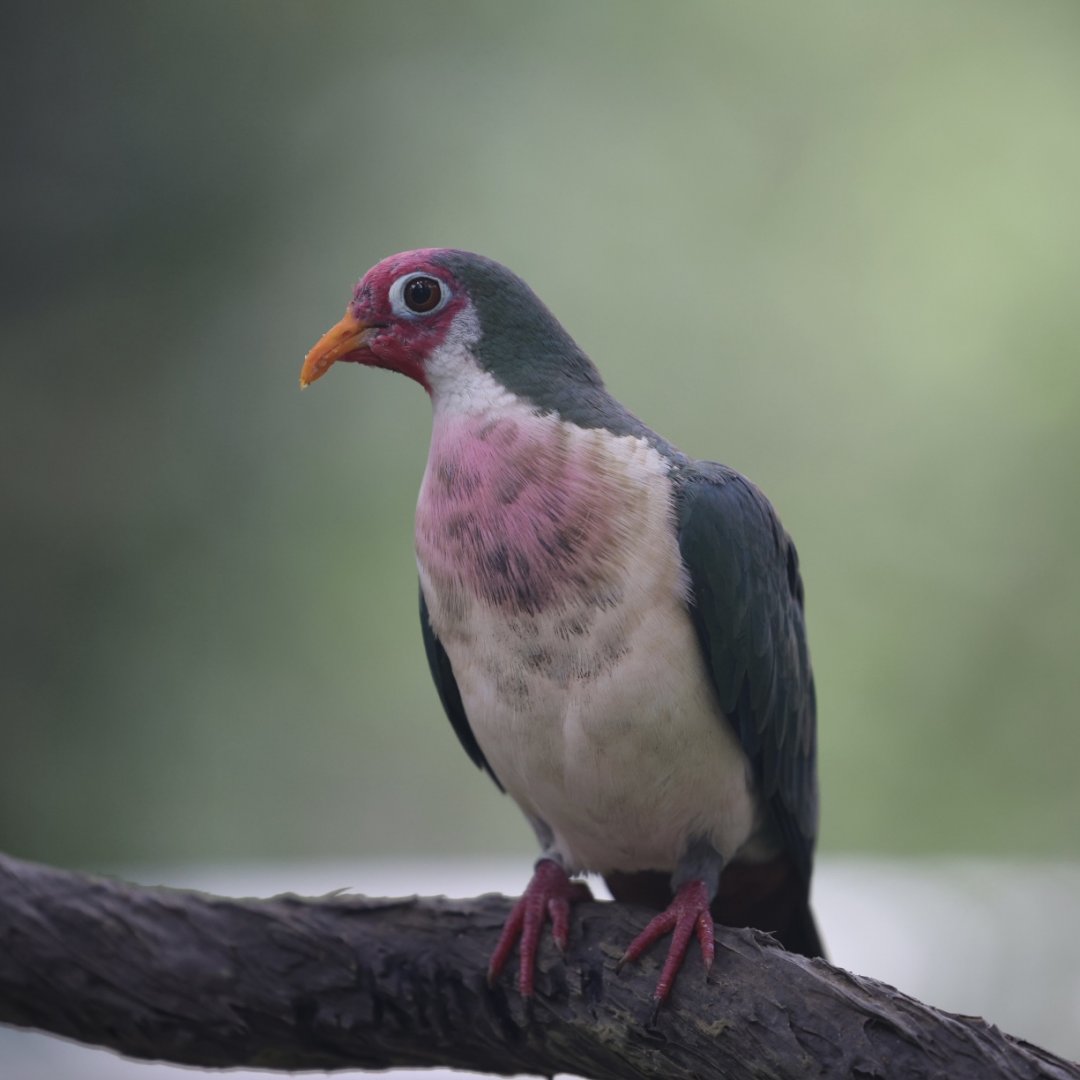 Jambu Fruit Dove (Ptilinopus jambu)