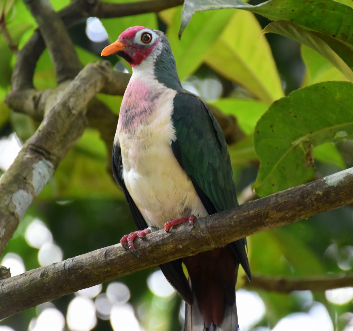Jambu Fruit Dove (Ptilinopus jambu)