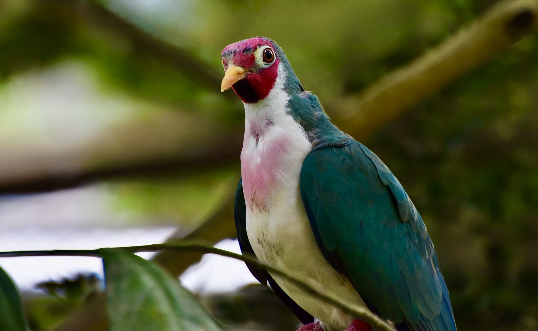 Jambu Fruit-Dove (Ptilinopus jambu)