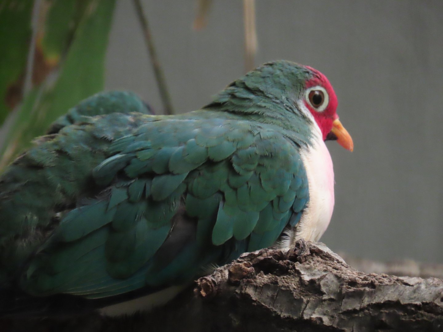Jambu Fruit Dove (Ptilinopus jambu)