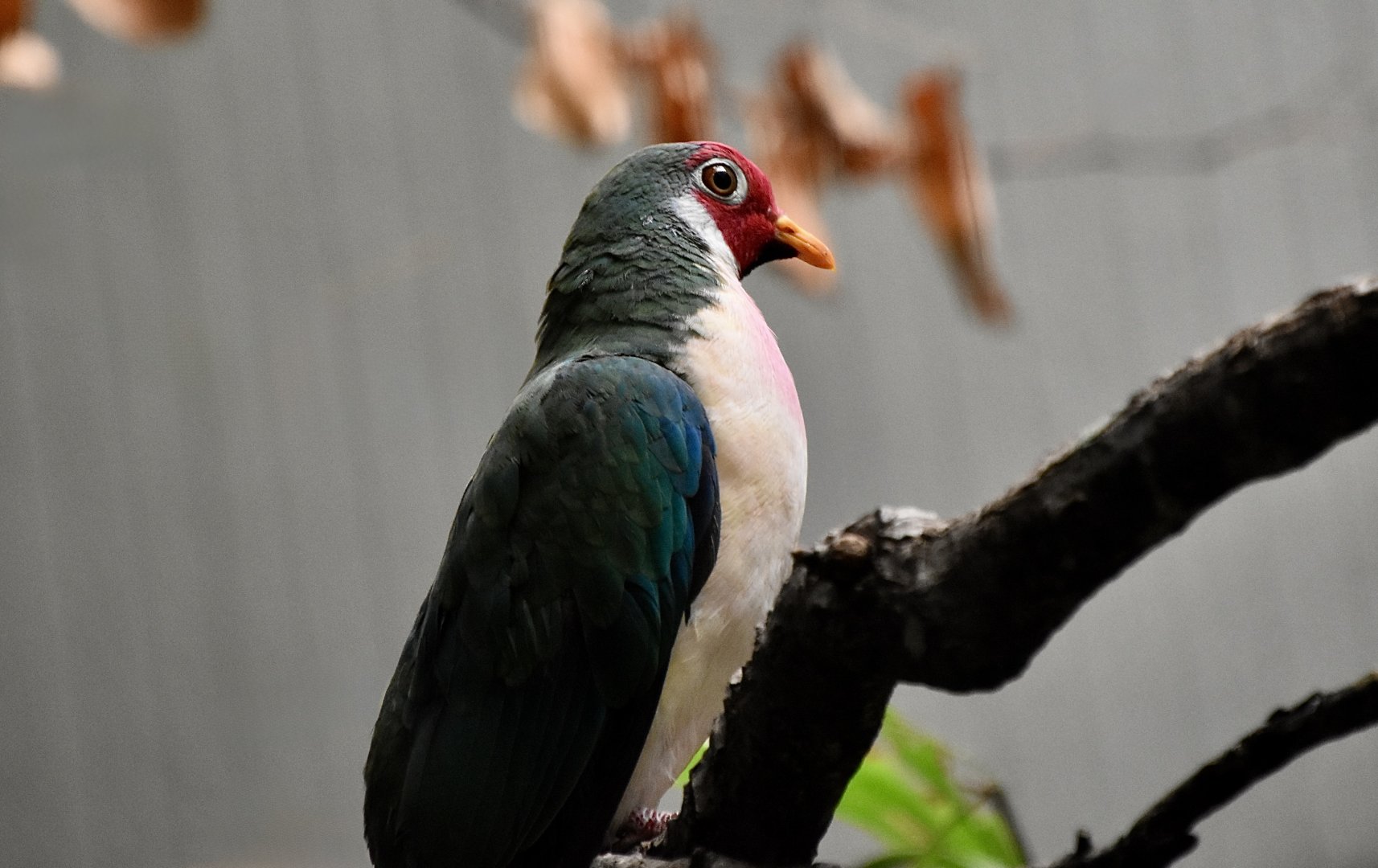 Jambu Fruit Dove (Ptilinopus jambu)