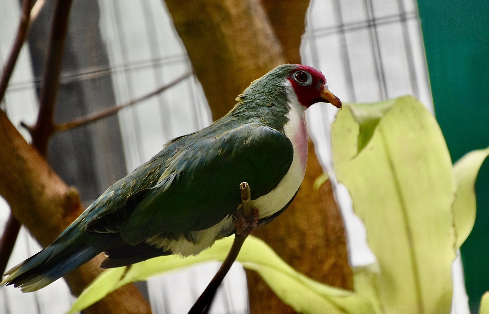 Jambu Fruit Dove (Ptilinopus jambu)