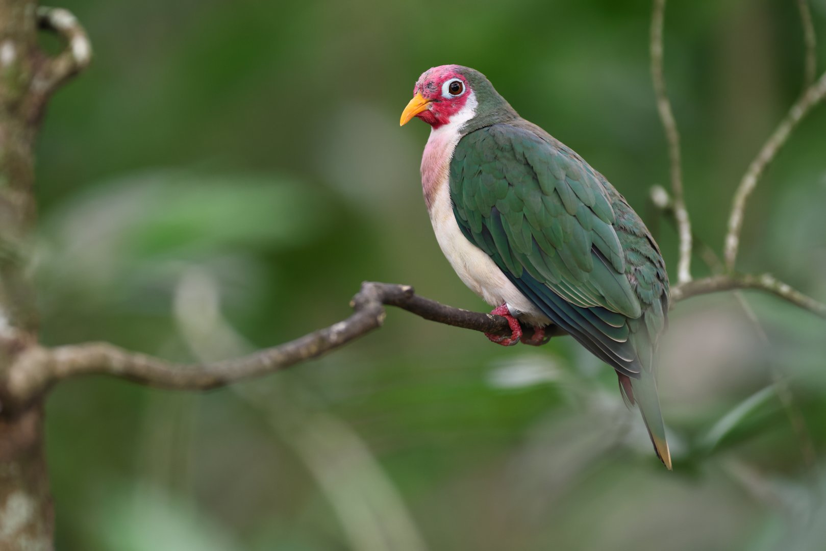 Jambu Fruit-dove (Ramphiculus jambu) - Songs of the Forest
