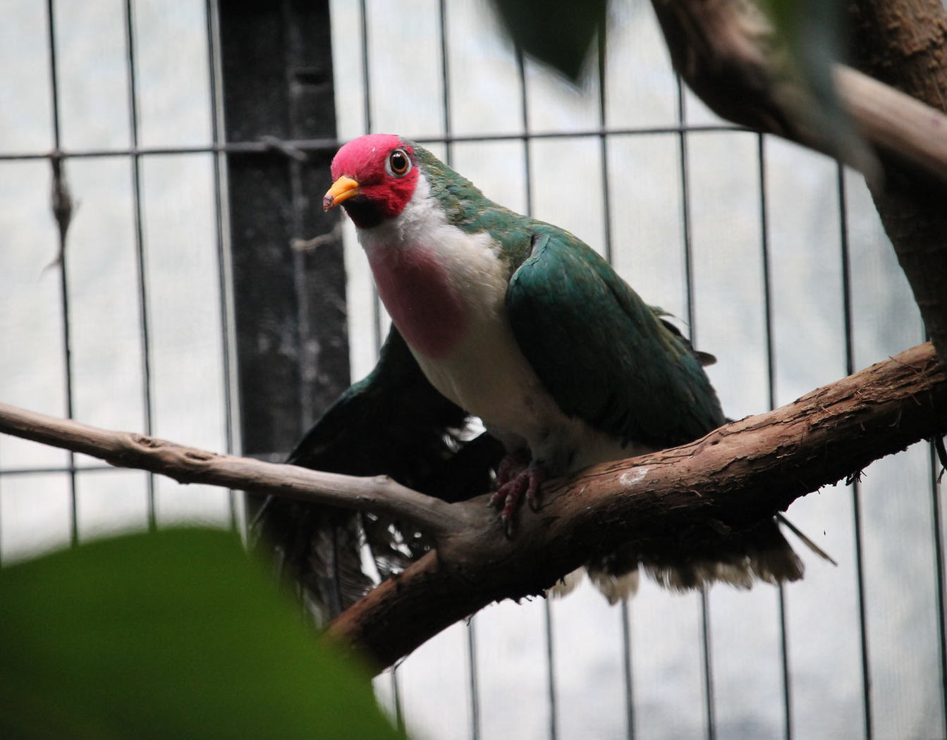 Jambu Fruit Dove (Ramphiculus jambu)