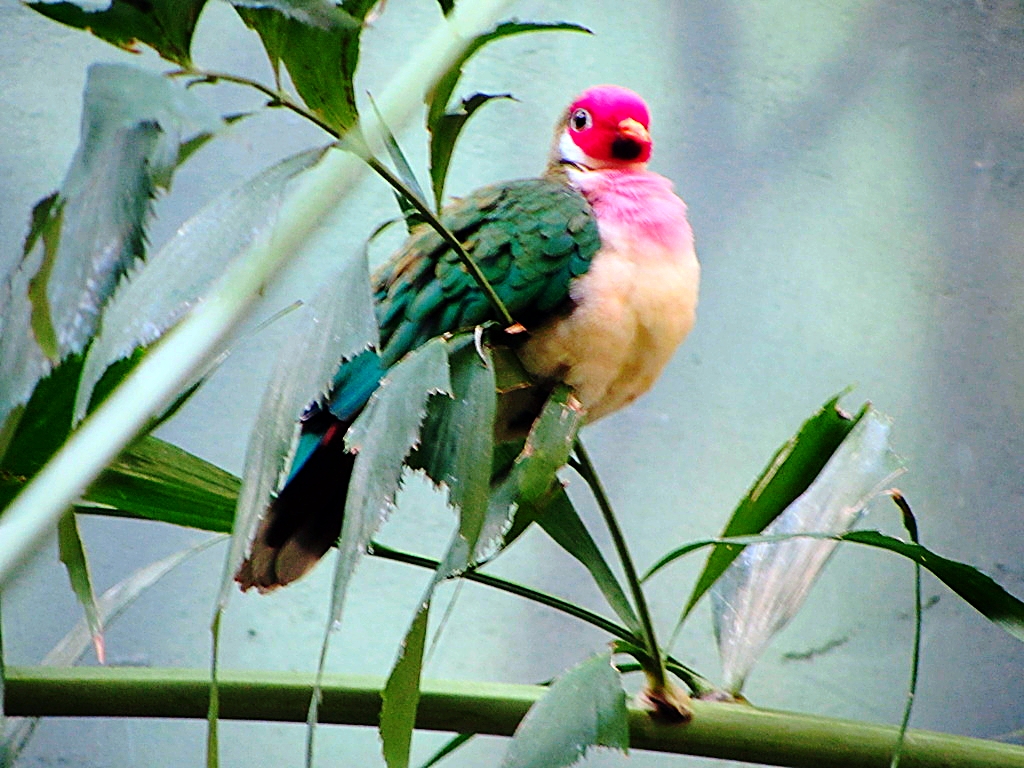 Jambu Fruit Dove