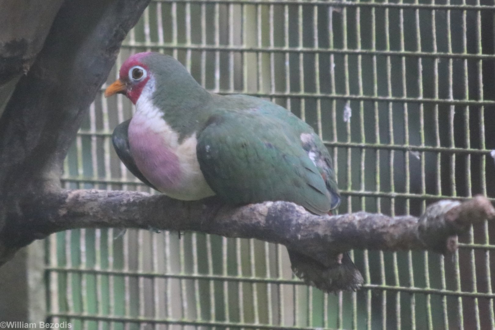 Jambu Fruit Dove