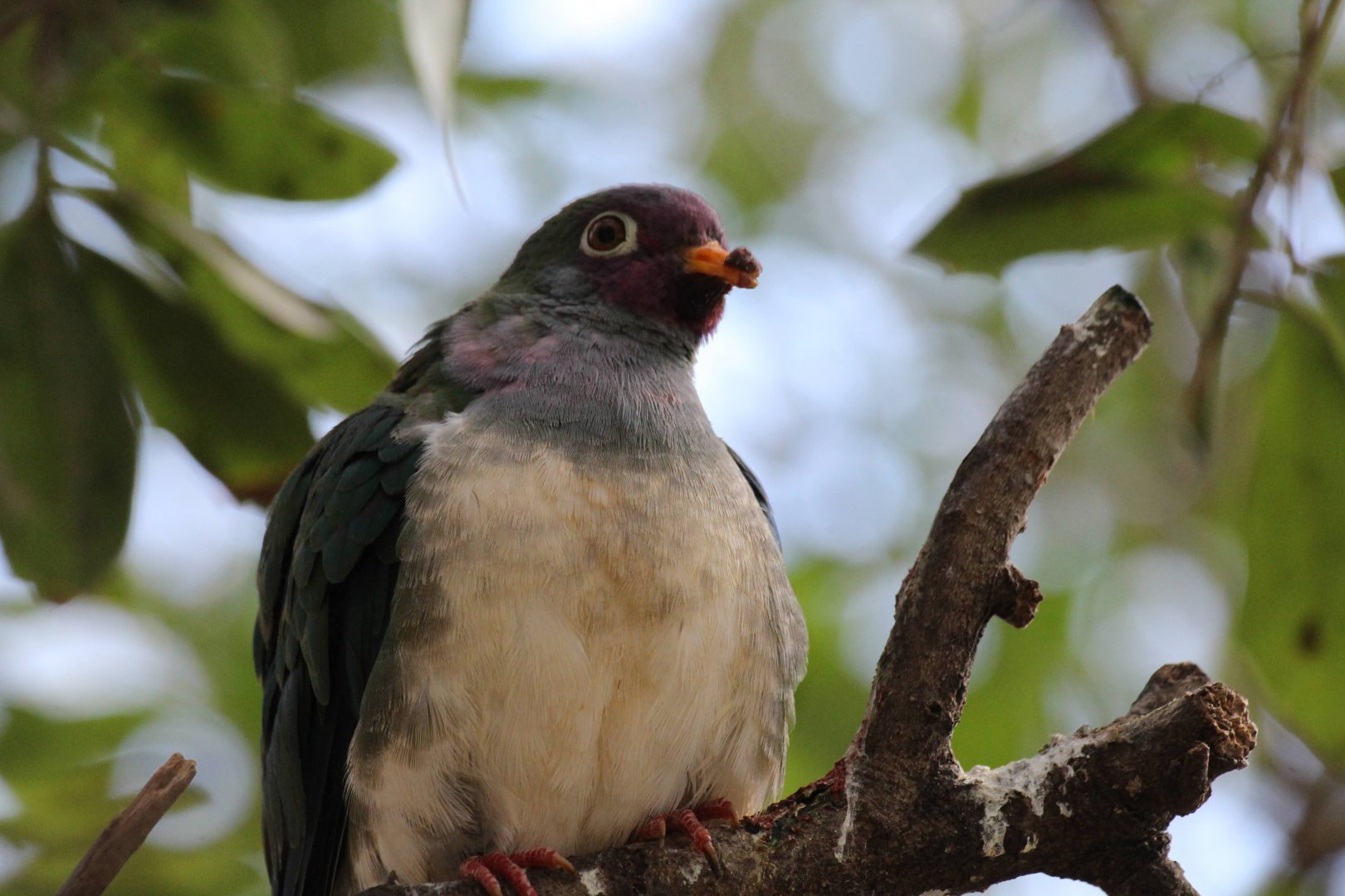 Jambu Fruit-Dove