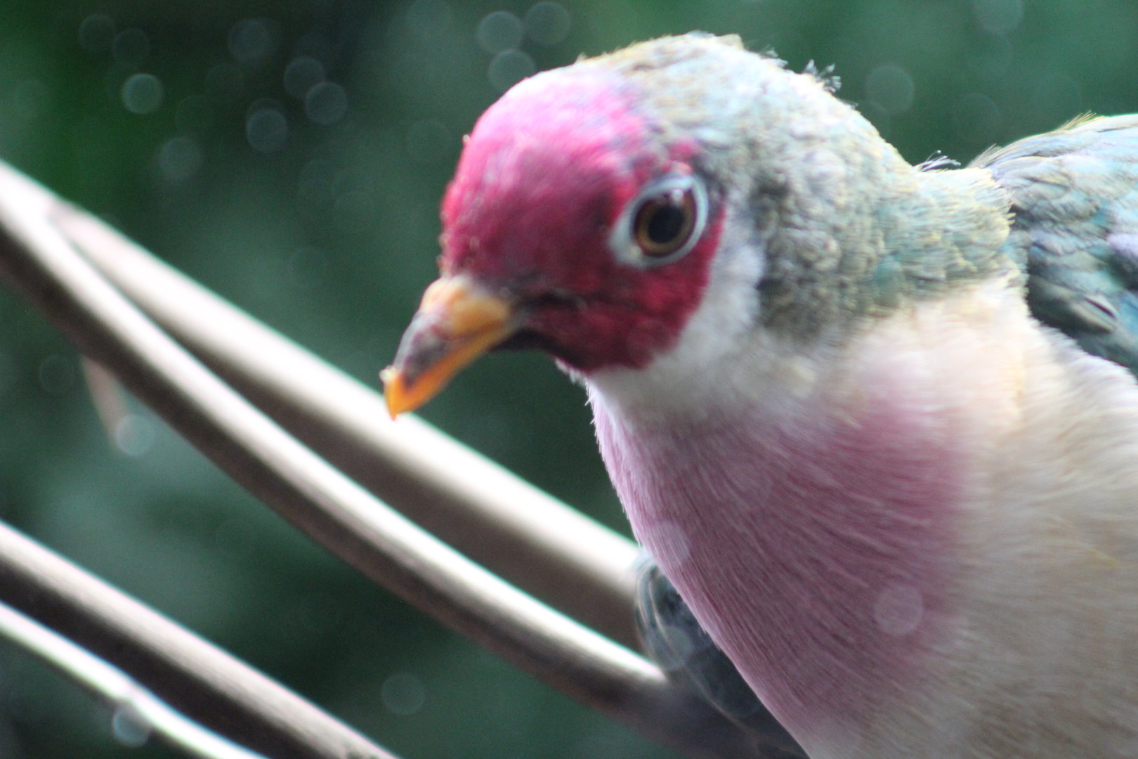 Jambu Fruit Dove
