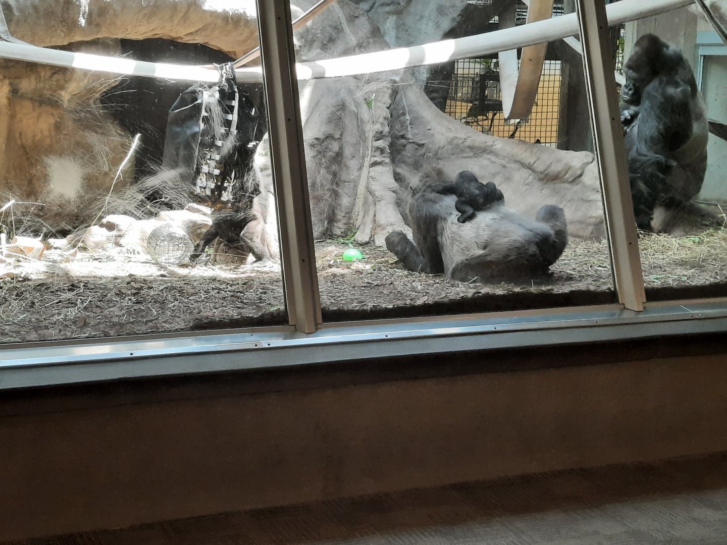 Jameela on Freddy's back