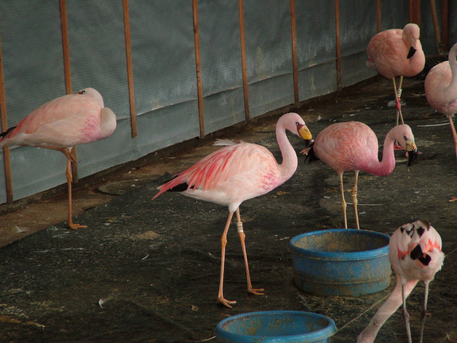 James' and Andean Flamingos at Slimbridge WWT 2006