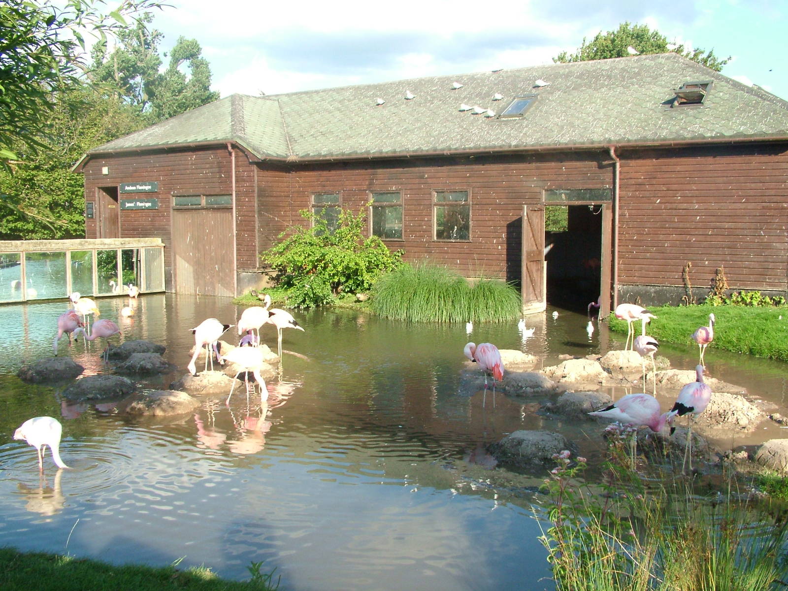 James' and Andean Flamingos at Slimbridge WWT 2006