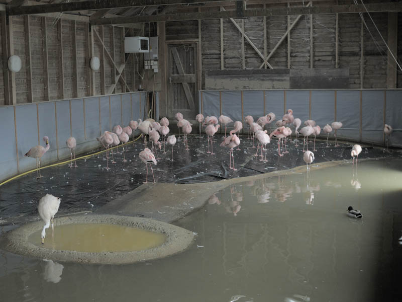 James' and Lesser flamingos