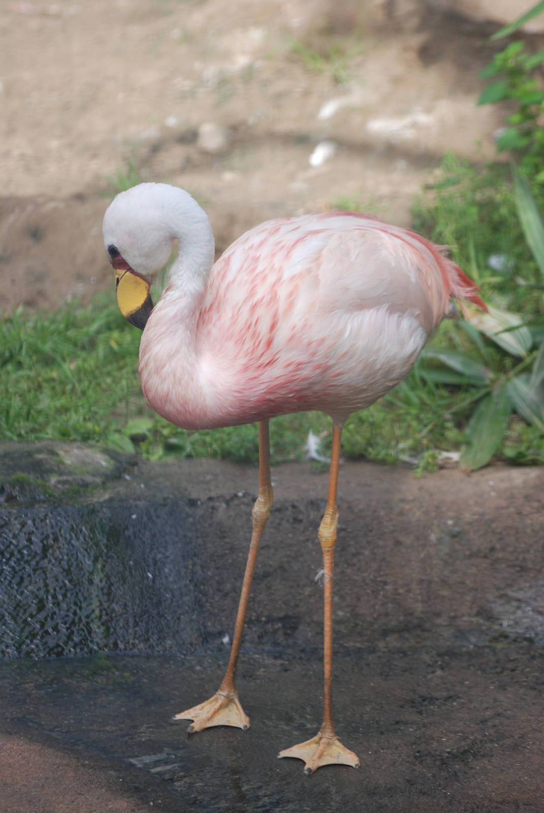 James' Flamingo at Berlin Zoo, 31/08/11