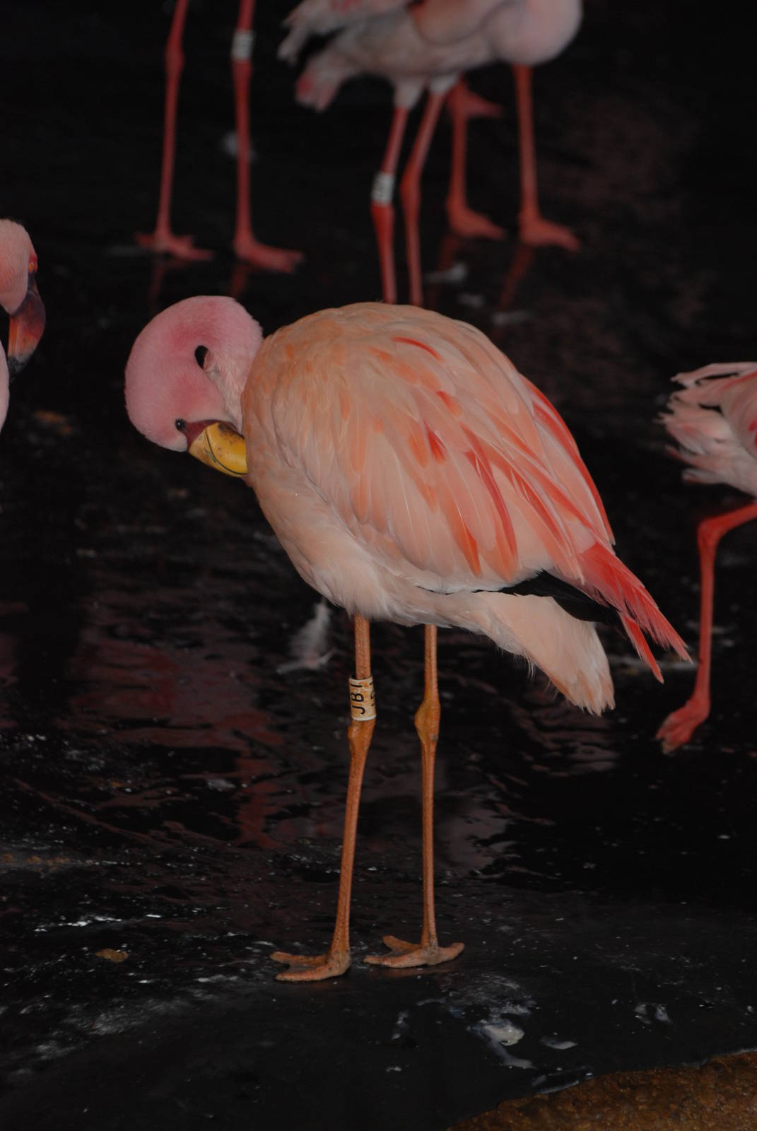 James' Flamingo at Slimbridge, 05/02/12