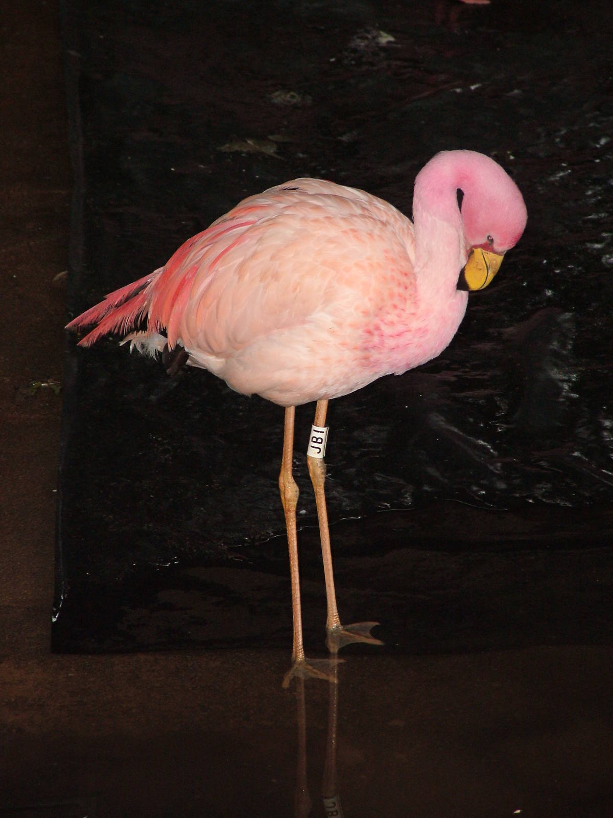 James' Flamingo at Slimbridge 06/02/10