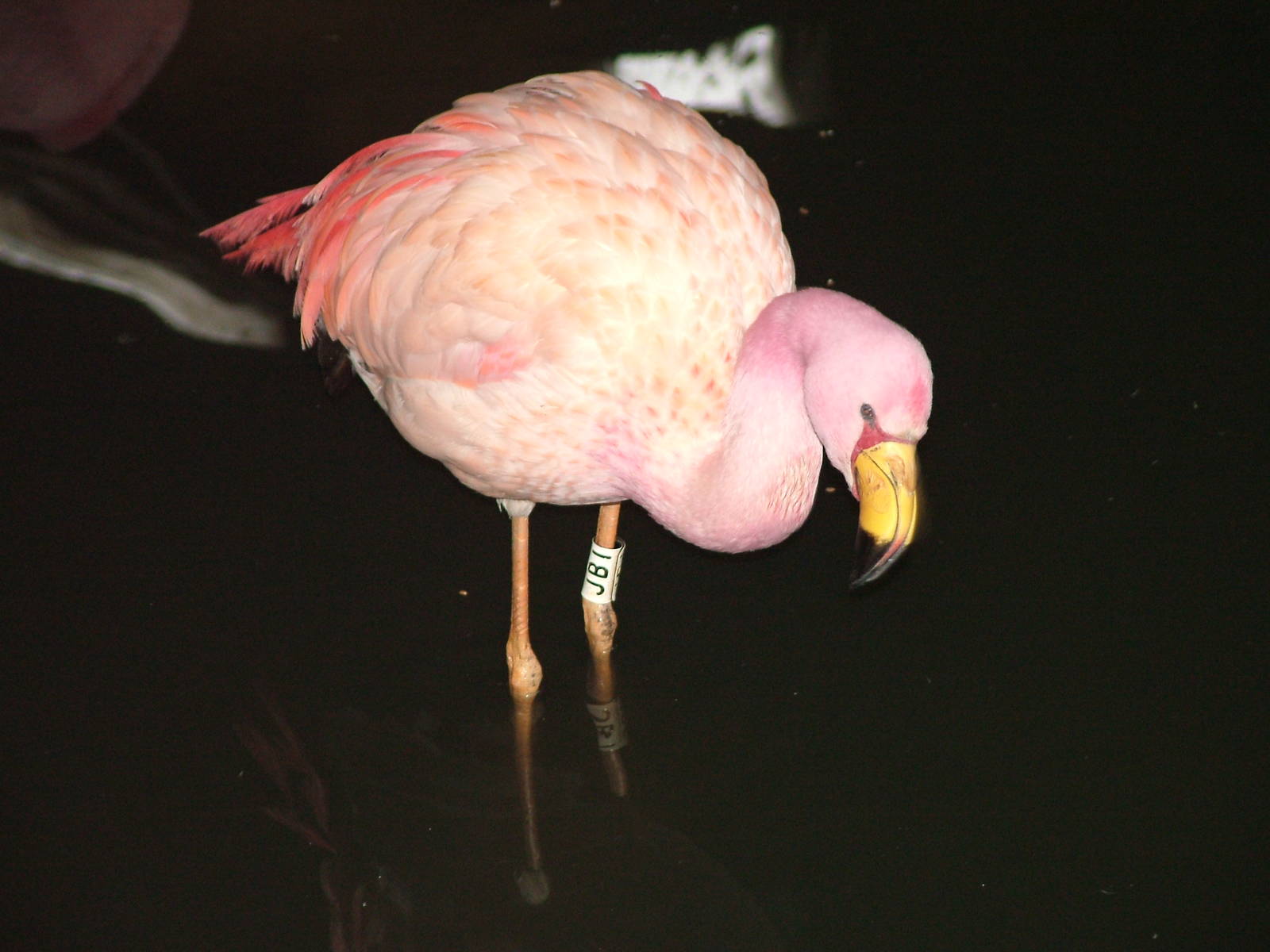 James' Flamingo at Slimbridge 06/02/10