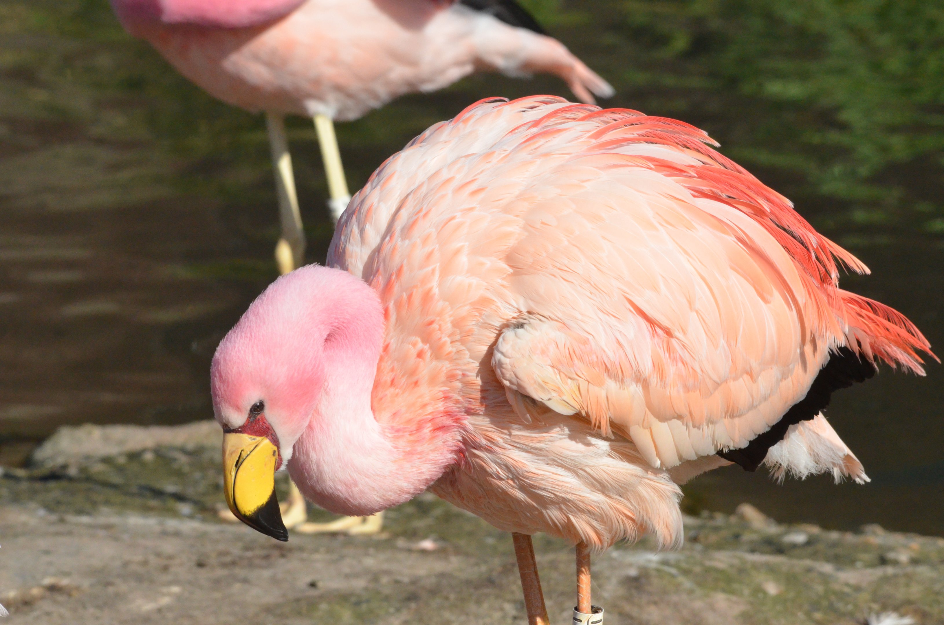 James' Flamingo at Slimbridge, 22/04/17