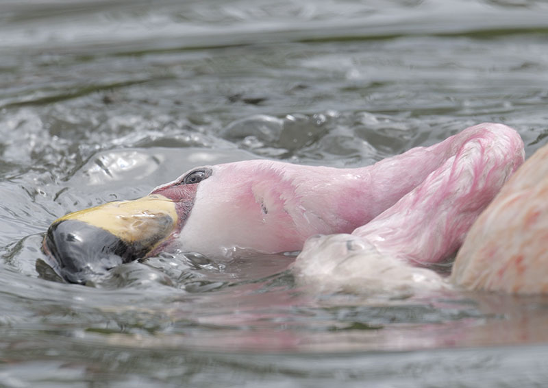 James flamingo bathing