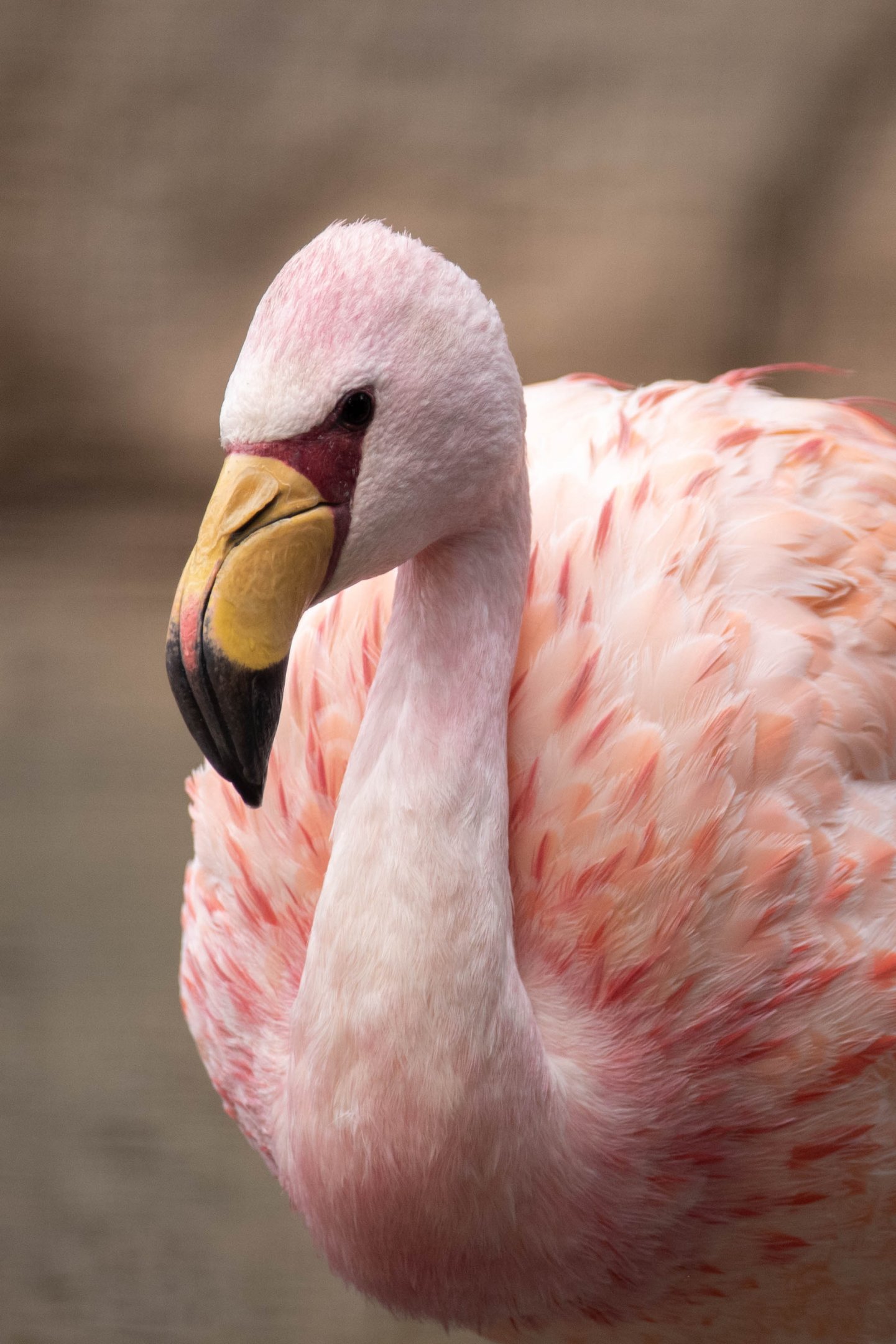 James flamingo - Phoenicoparrus jamesi