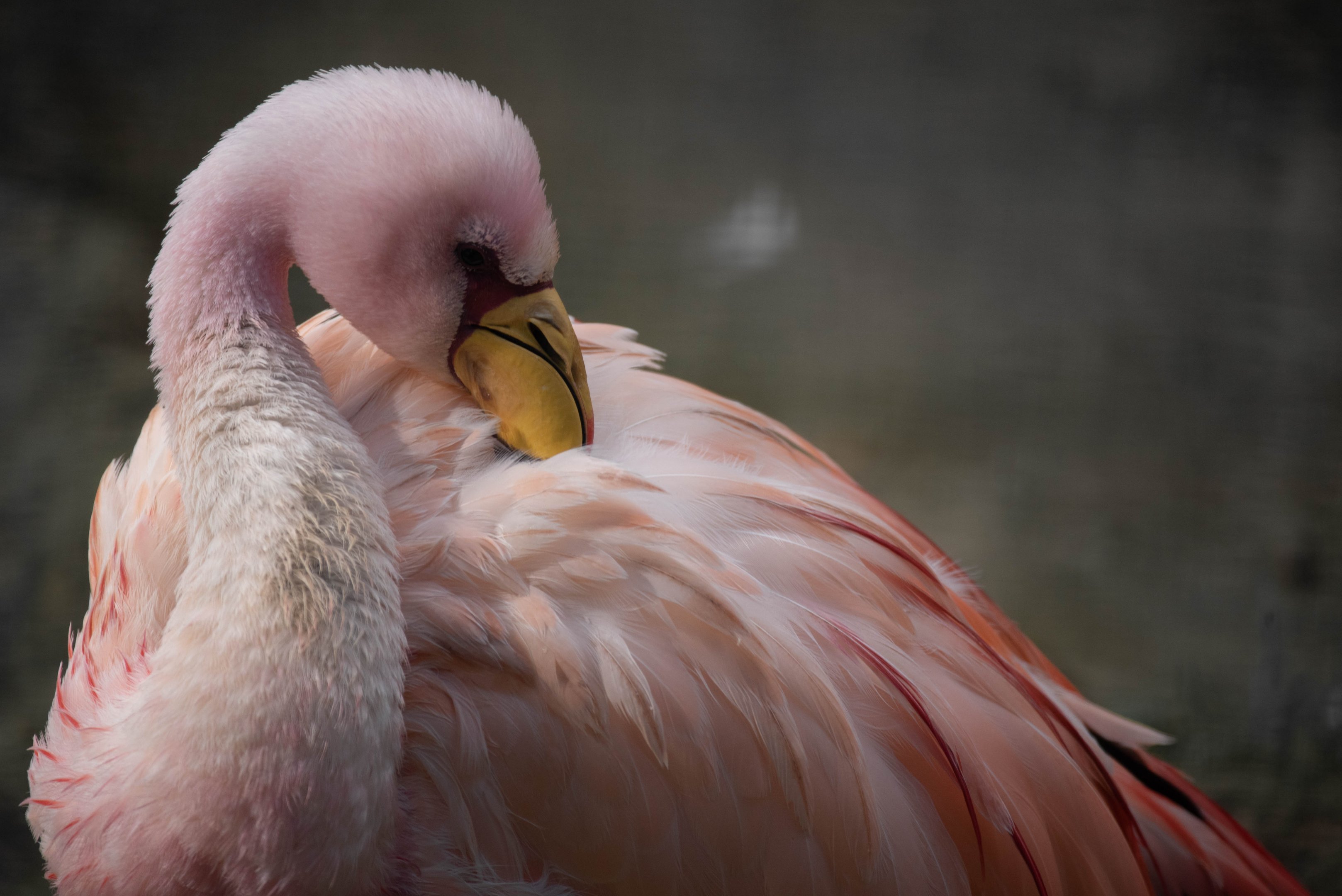 James flamingo - Phoenicoparrus jamesi
