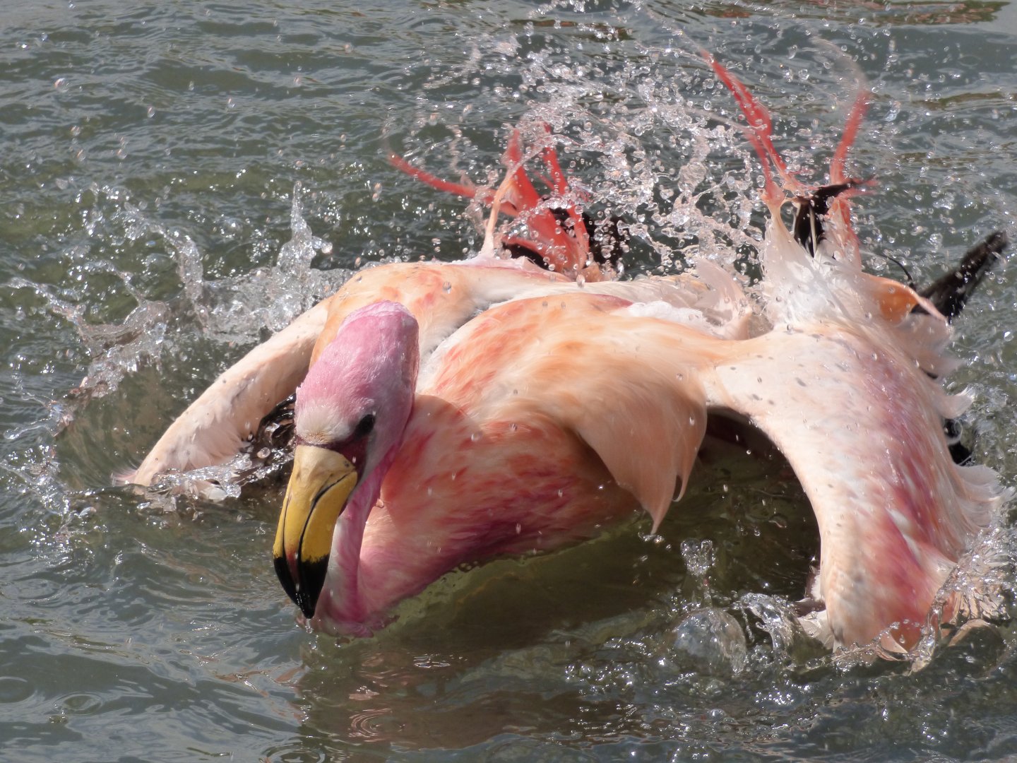 James' Flamingo/Puna Flamingo