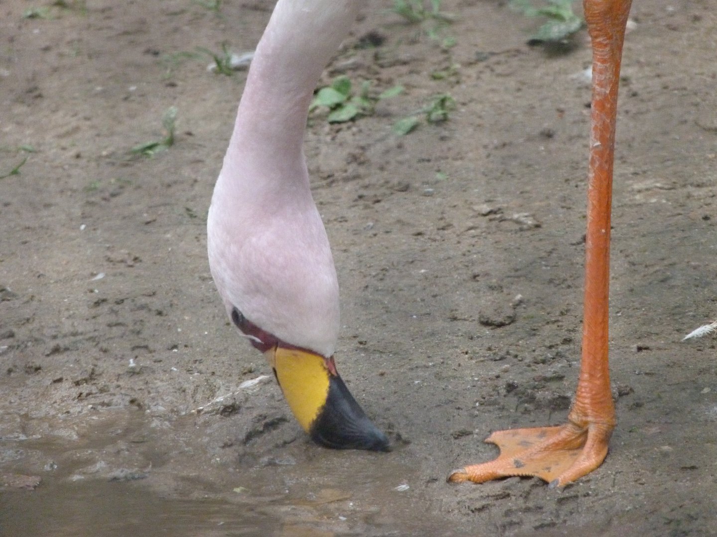 James' flamingo -Zoologischer Garten Berlin (2024)
