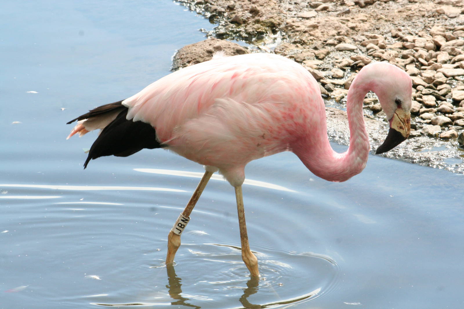 James' flamingo