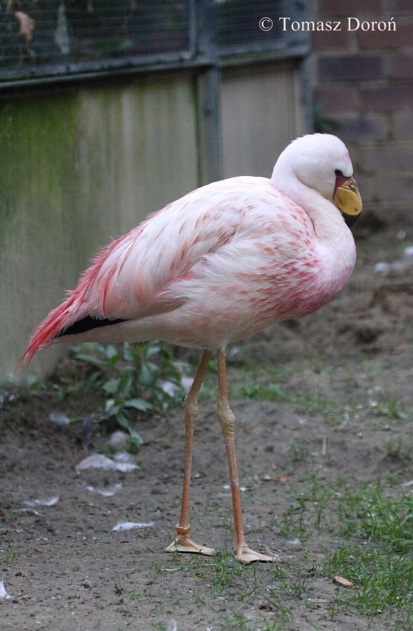 James' Flamingo