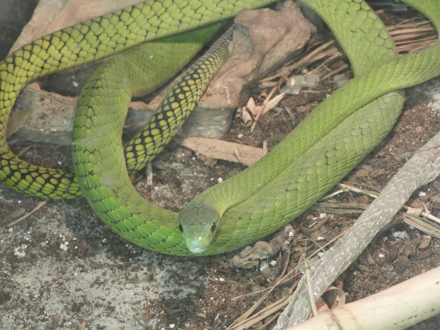 Jameson's Green Mamba (Dendroaspis jamesoni)
