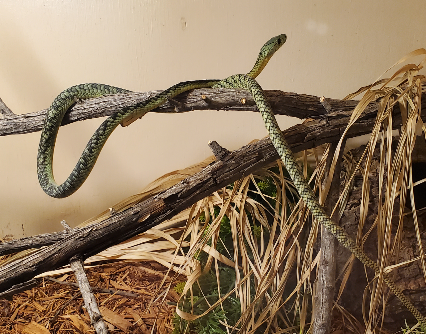 Jameson's Mamba - Goldfield Ghost Town & Mines (2020)