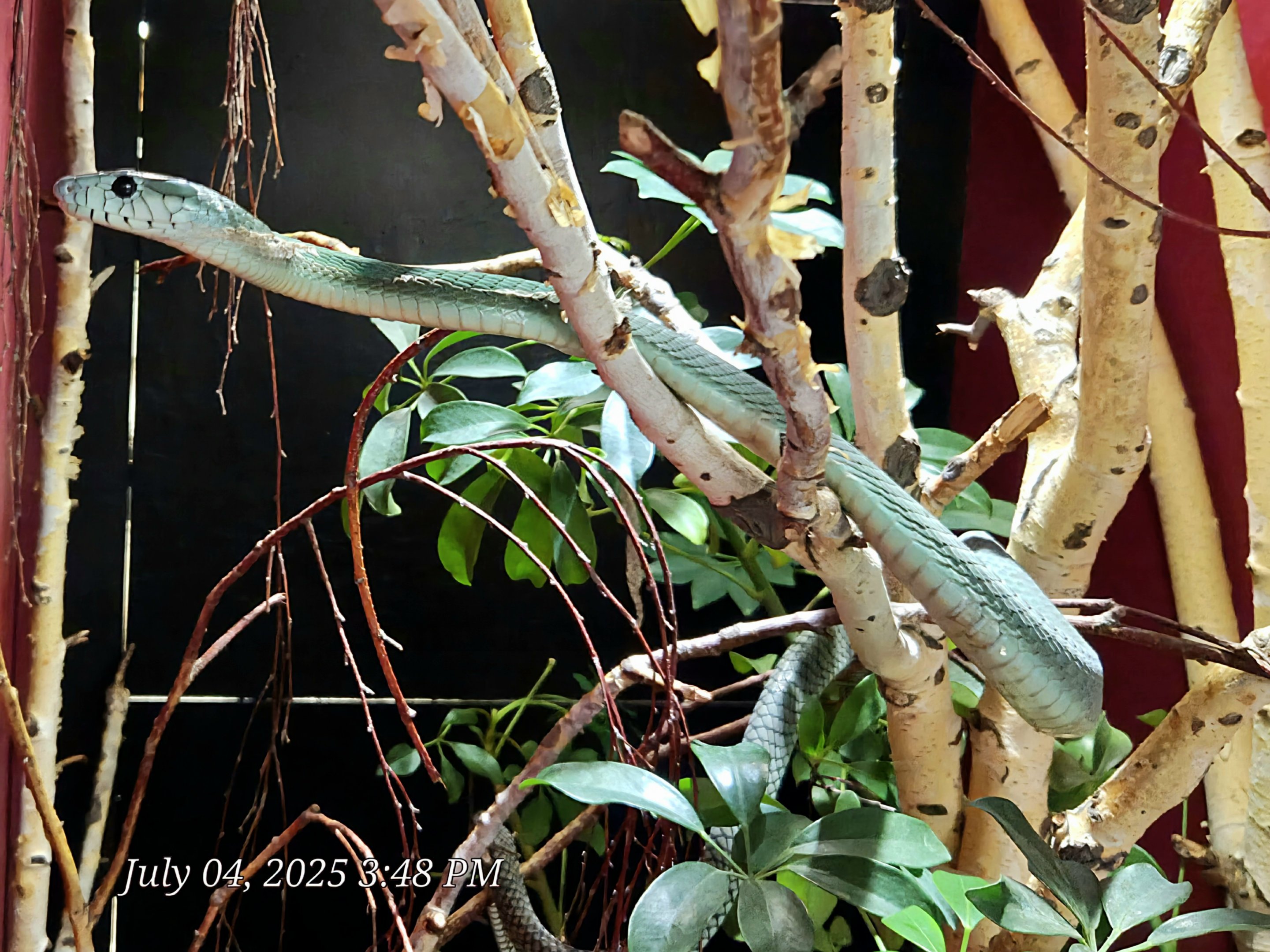 Jameson's Mamba-Reptile Gardens