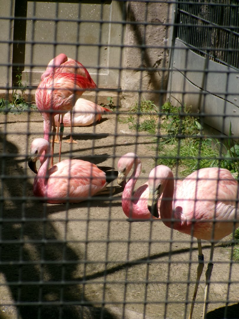 James's & andean flamingos