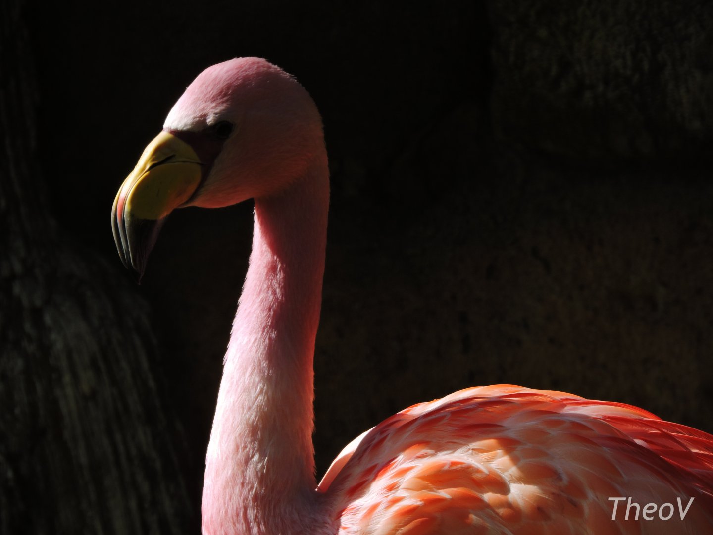 James's flamingo [2017]