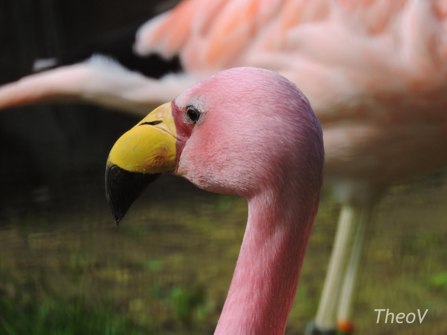 James's flamingo [2017]