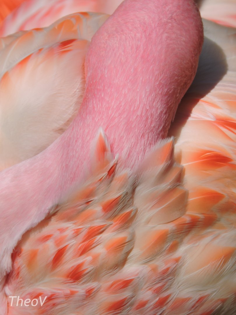 James's flamingo [2017]