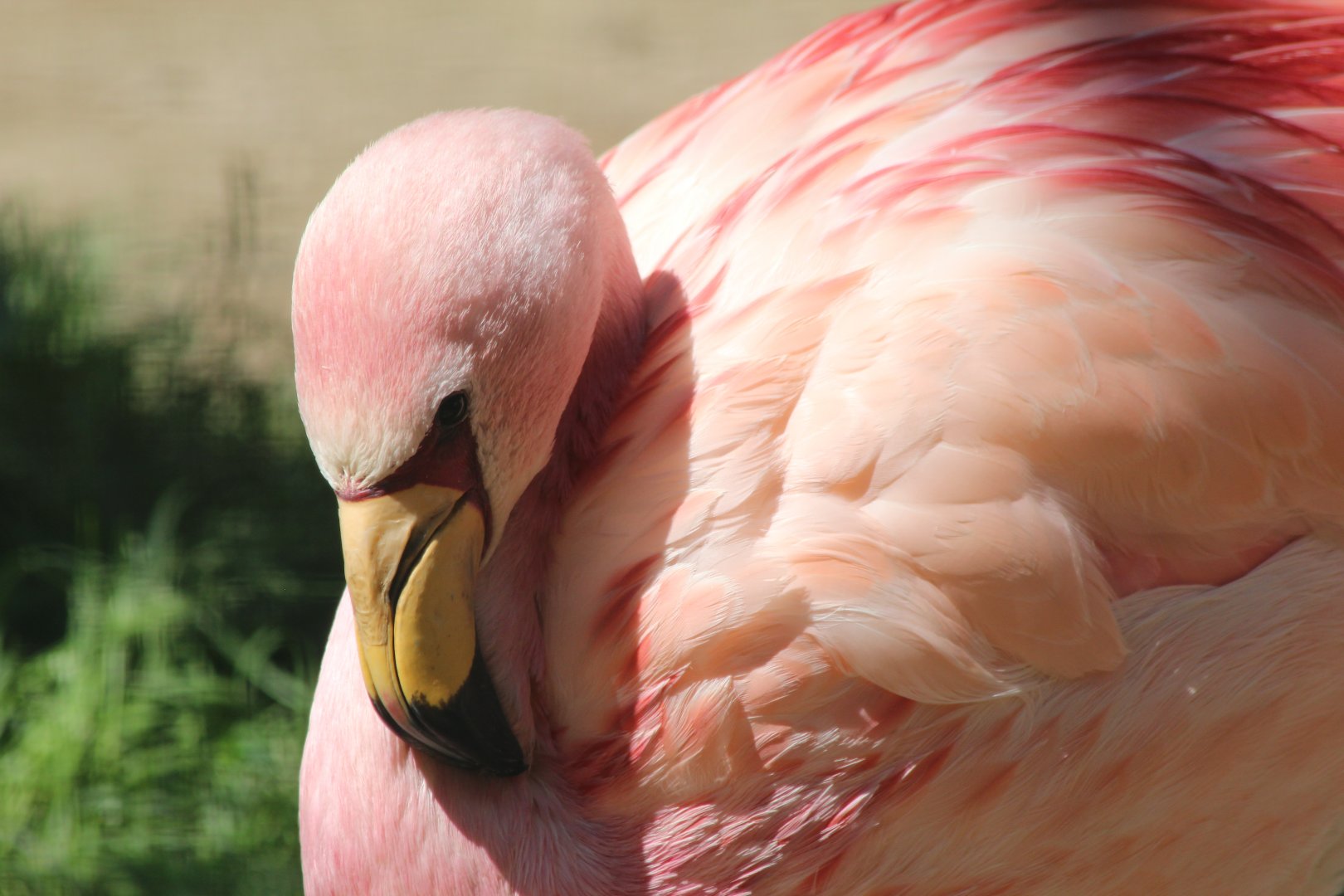 James's Flamingo - July 2019