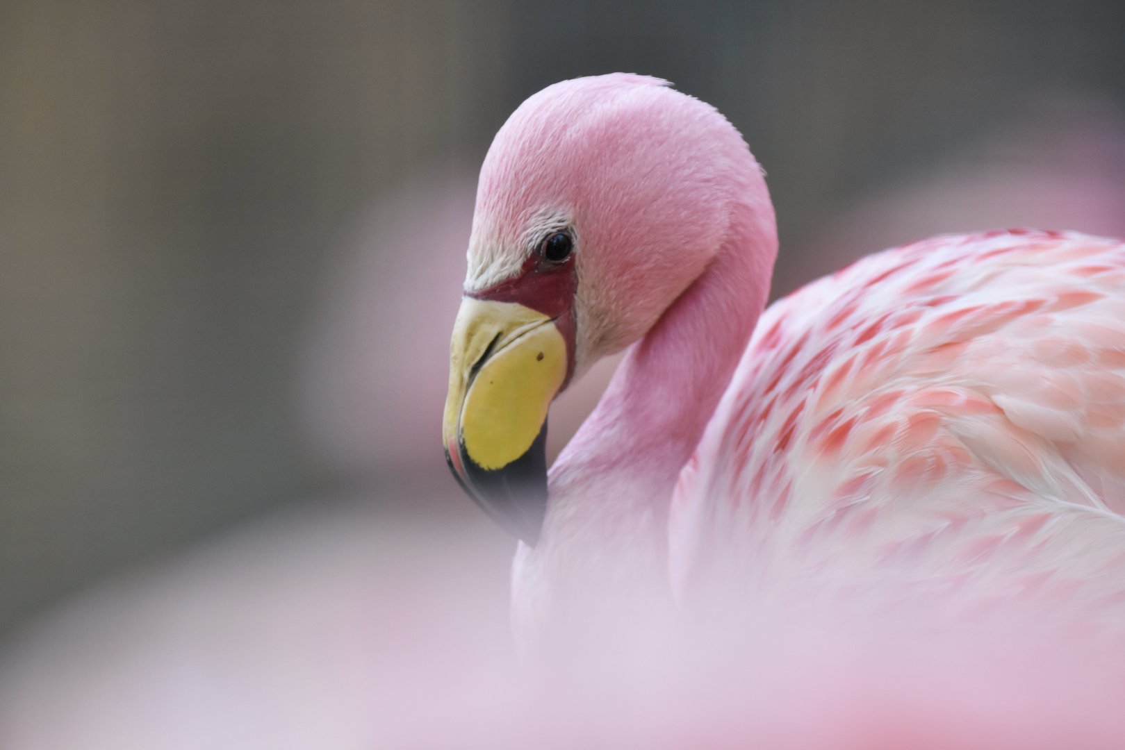 James's flamingo (Phoenicoparrus jamesi)