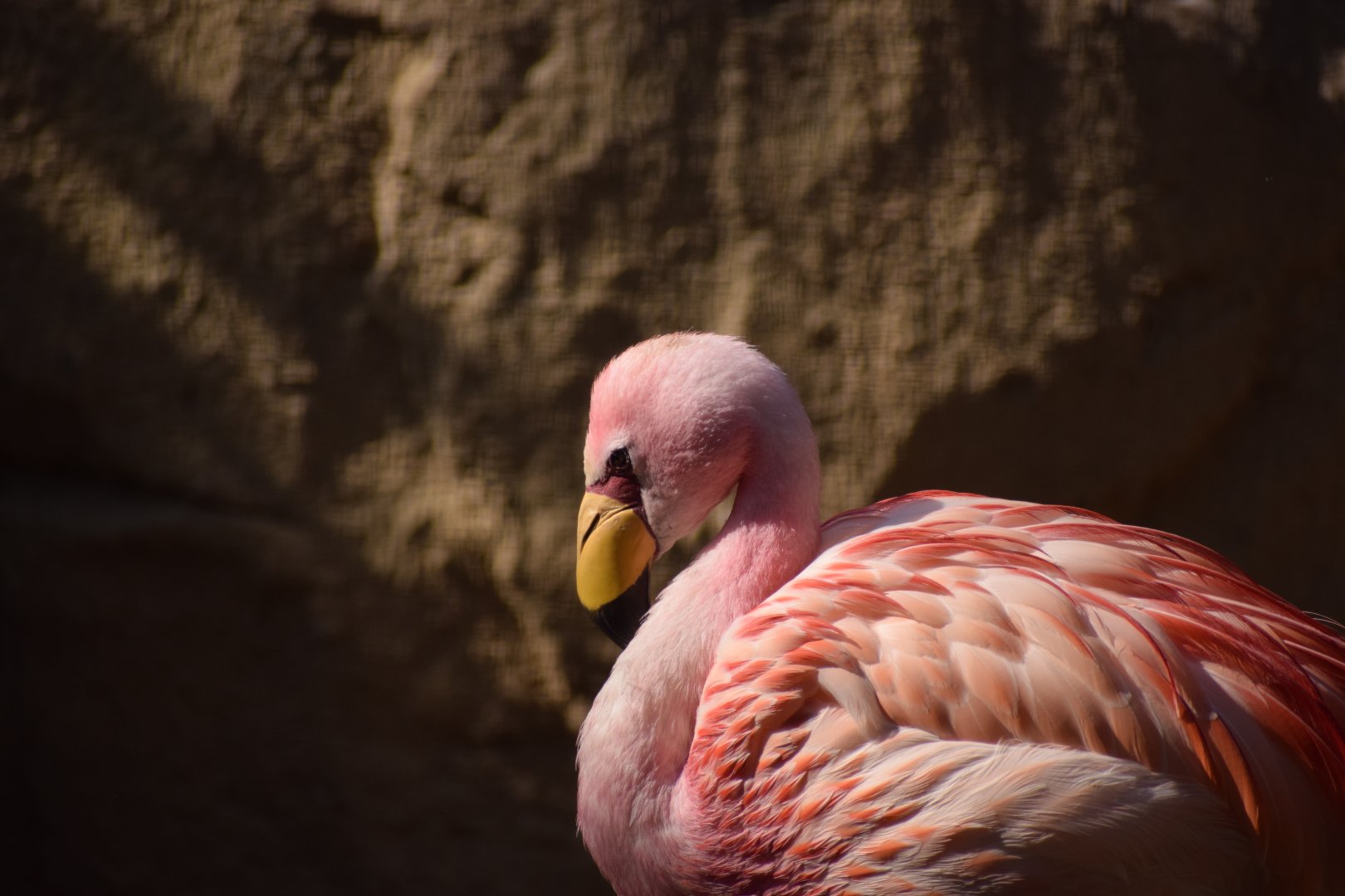James’s Flamingo (Phoenicoparrus jamesi)
