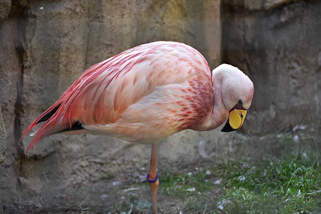 James's flamingo