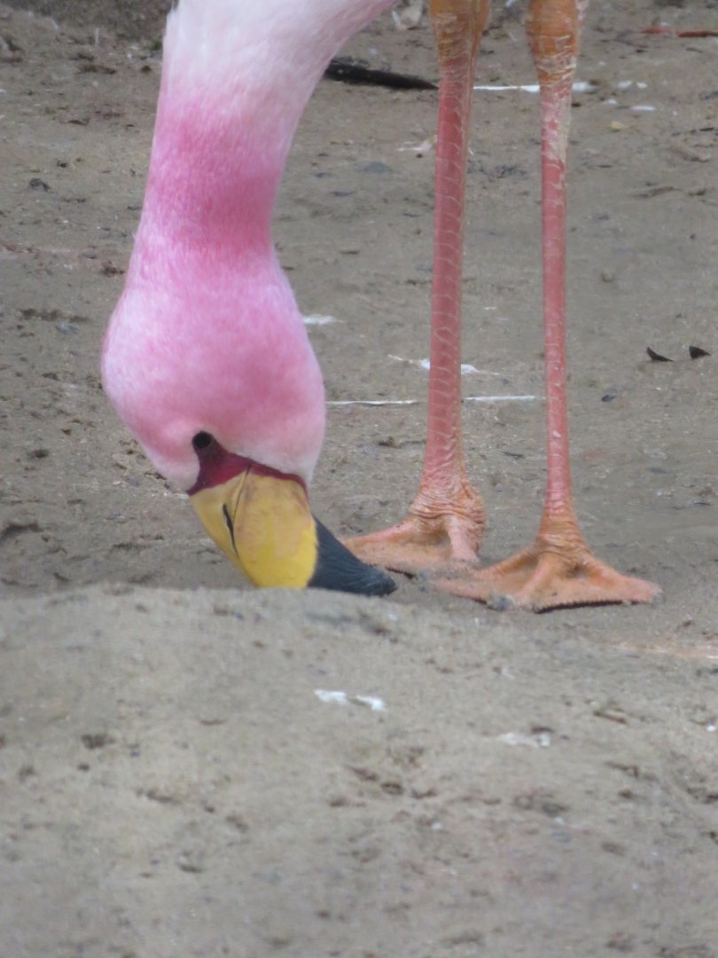 James's flamingo