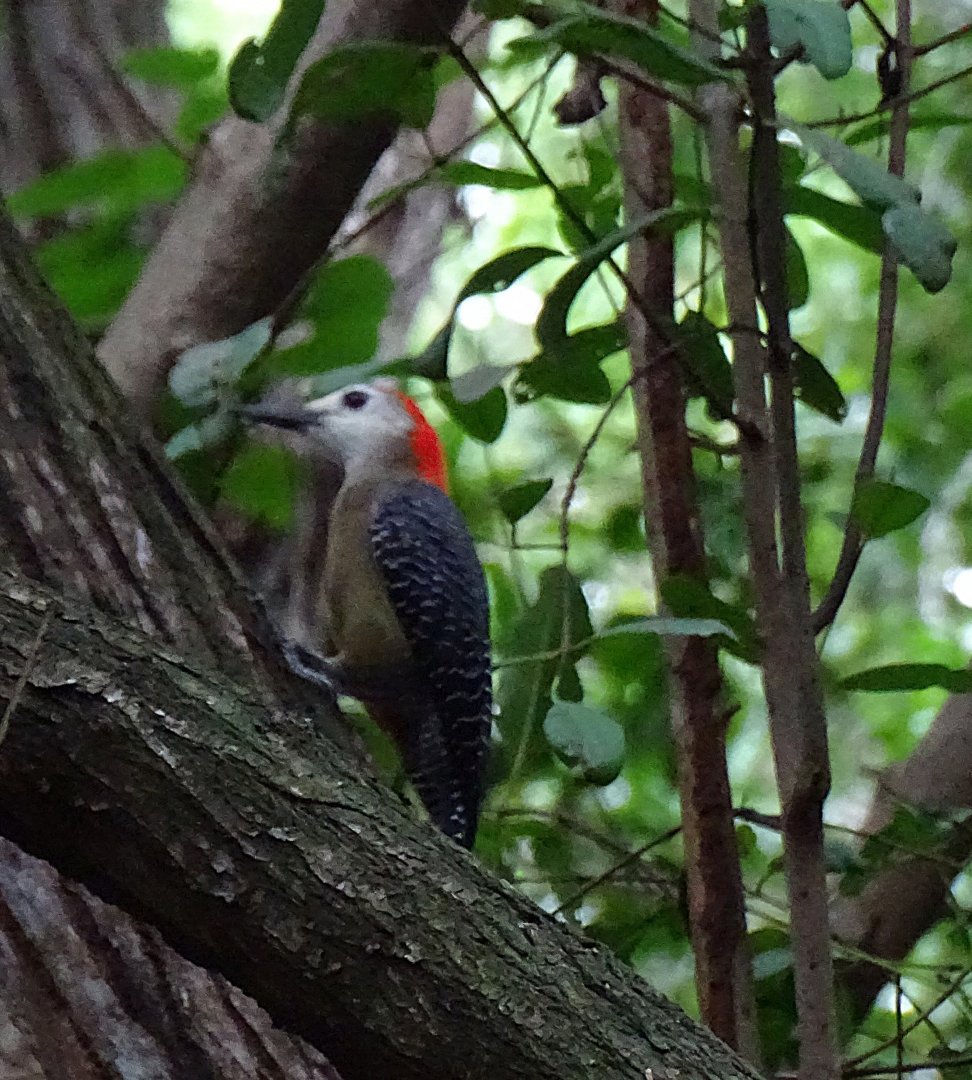 Jamican woodpecker (Melanerpes radiolatus) Wild in Jamaica