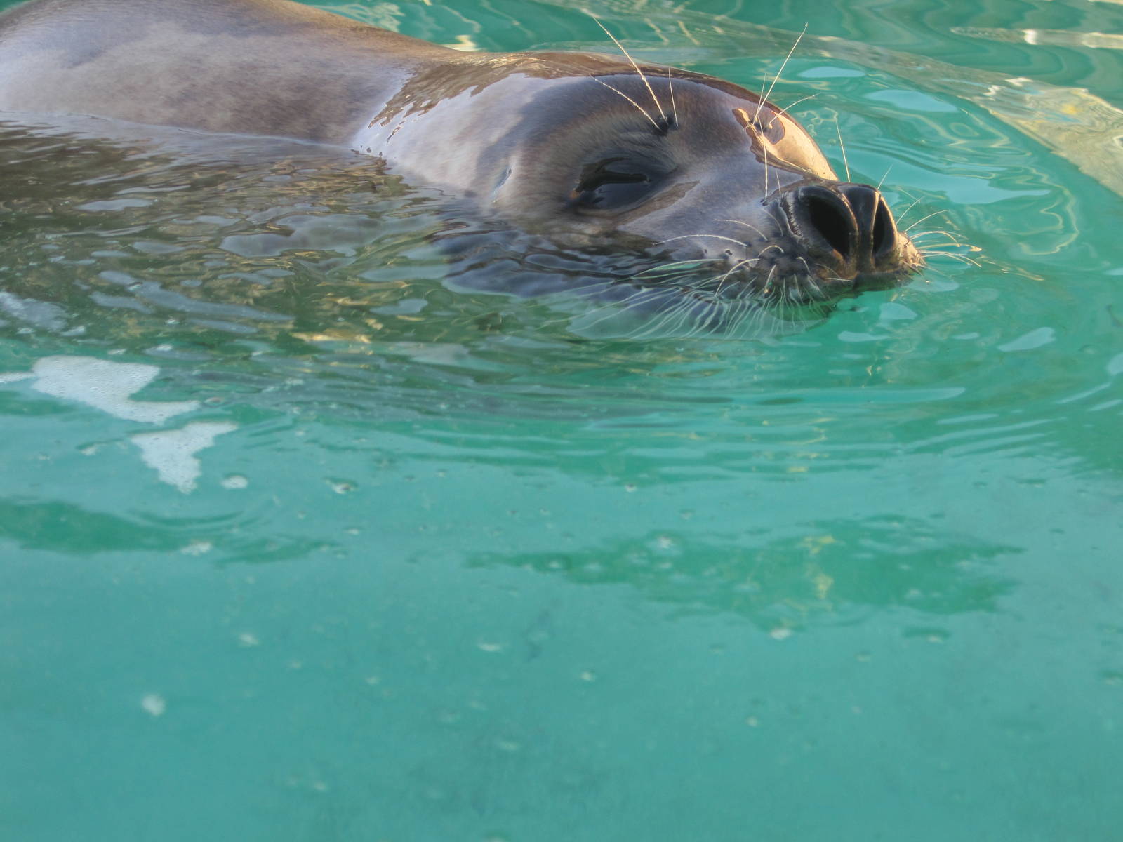 Jamie - harbor seal mix