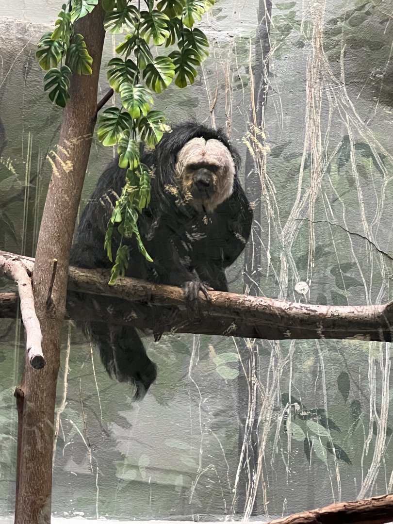 Jamie the male Pale-headed saki