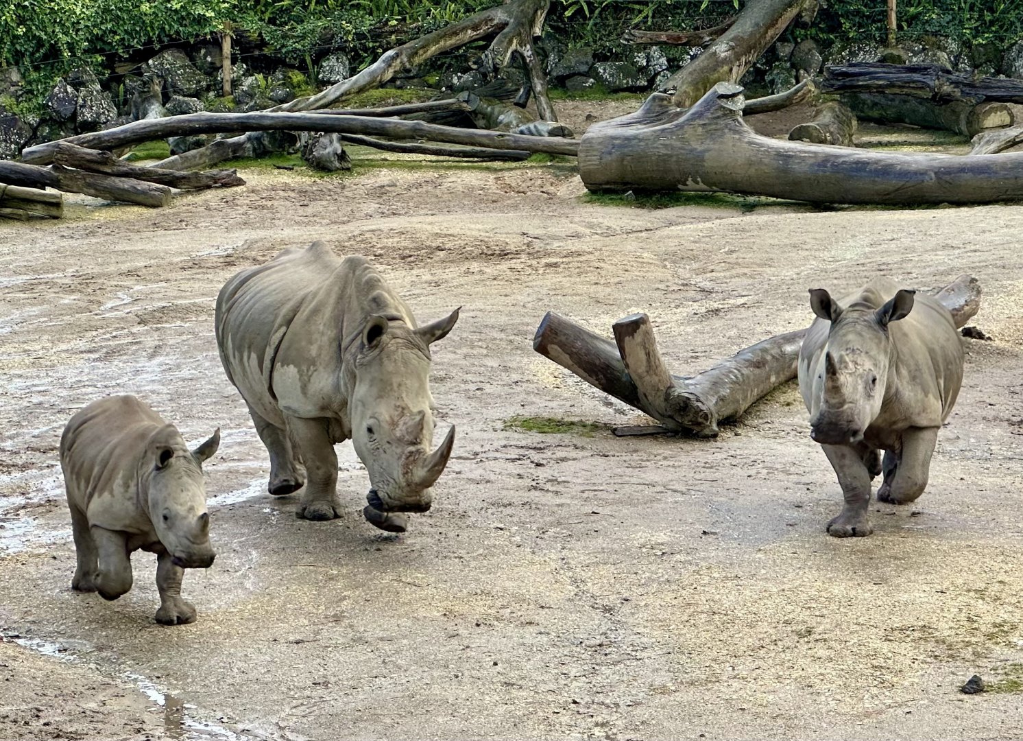 Jamila and Offspring (Southern White Rhinoceros)
