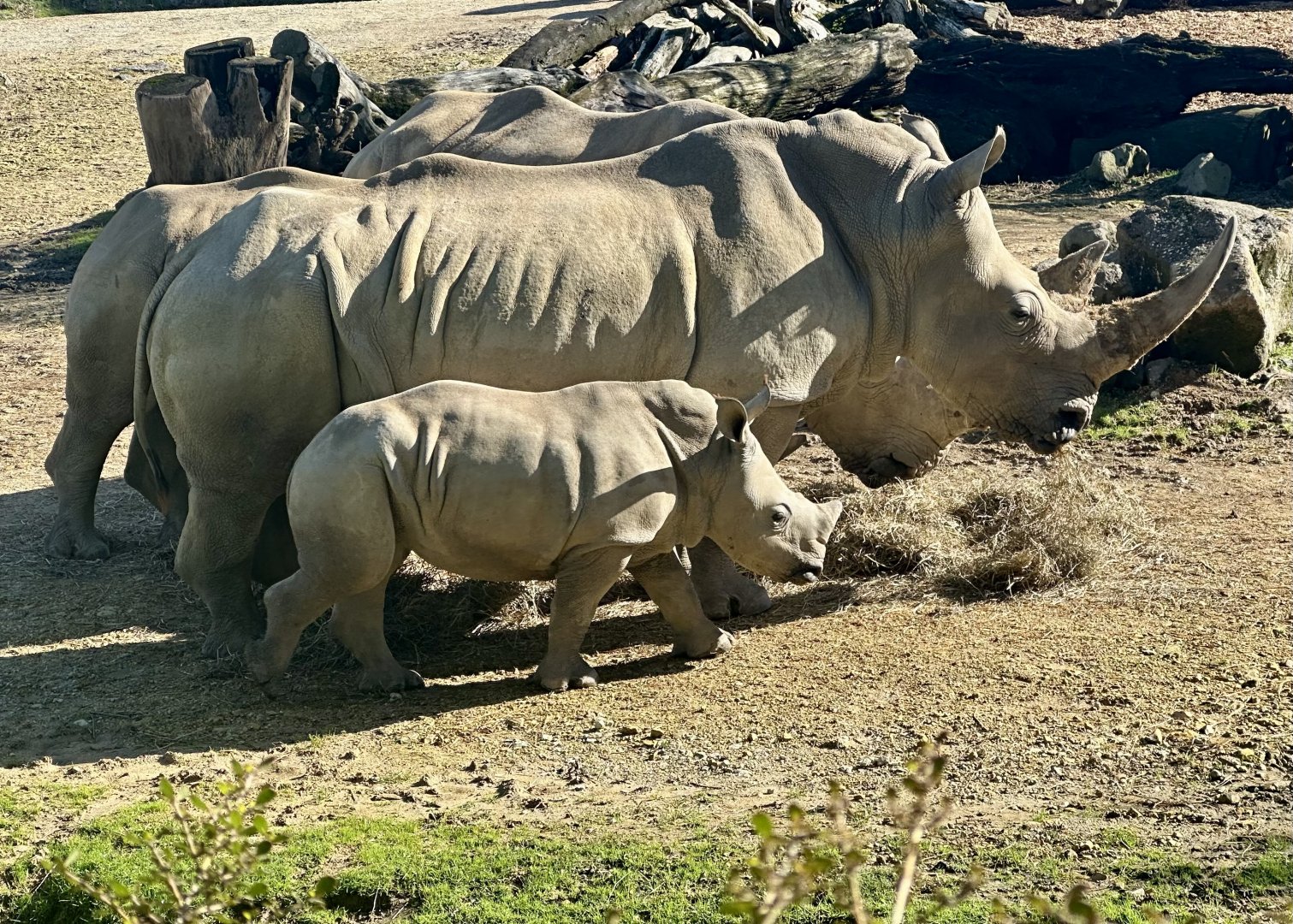 Jamila and Zuka (Southern White Rhinoceros)