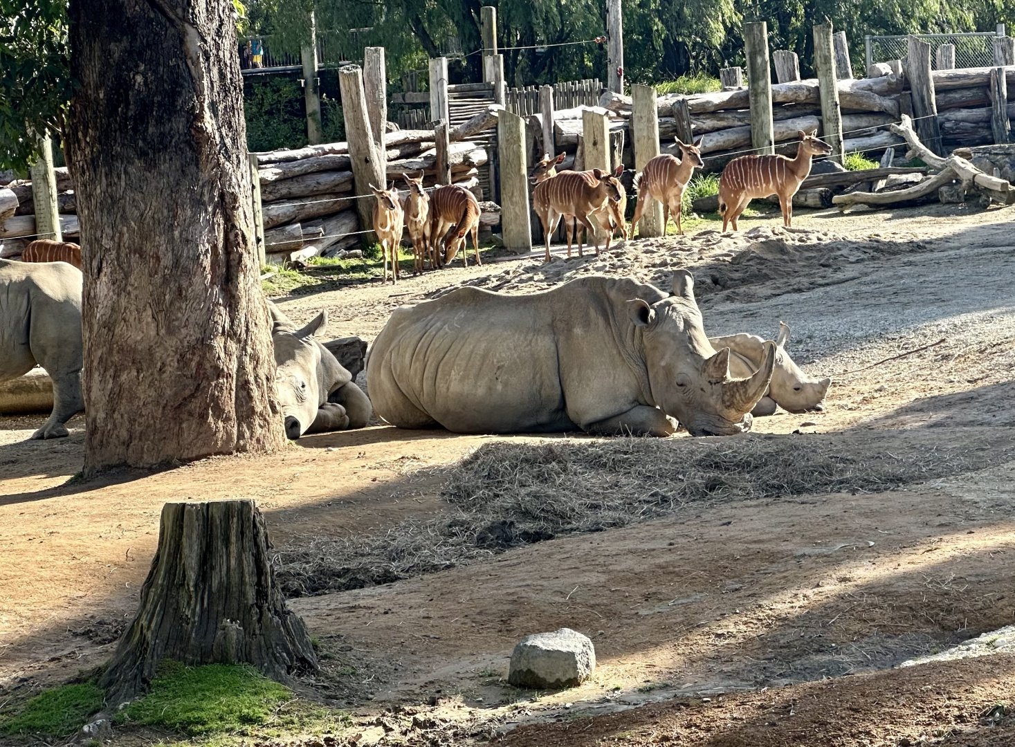 Jamila and Zuka (Southern White Rhinoceros)